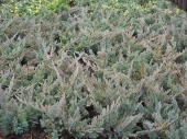 Juniperus horizontalis 'Blue Moon' 